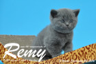 Remy ist 5 Wochen alt geworden ( 23.09.2016 )