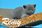 Remy ist 5 Wochen alt geworden ( 23.09.2016 )