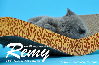 Remy ist 5 Wochen alt geworden ( 23.09.2016 )
