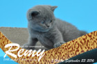 Remy ist 5 Wochen alt geworden ( 23.09.2016 )