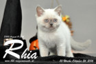 Rhia ist 10 Wochen alt geworden ( 26.10.2016 )
