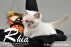 Rhia ist 10 Wochen alt geworden ( 26.10.2016 )