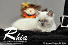 Rhia ist 10 Wochen alt geworden ( 26.10.2016 )