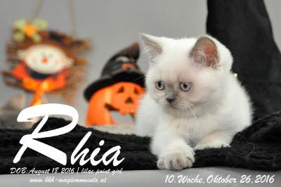Rhia ist 10 Wochen alt geworden ( 26.10.2016 )