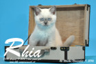 Rhia ist 12 Wochen alt geworden ( 11.11.2016 )