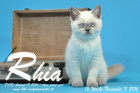 Rhia ist 12 Wochen alt geworden ( 11.11.2016 )