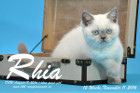 Rhia ist 12 Wochen alt geworden ( 11.11.2016 )