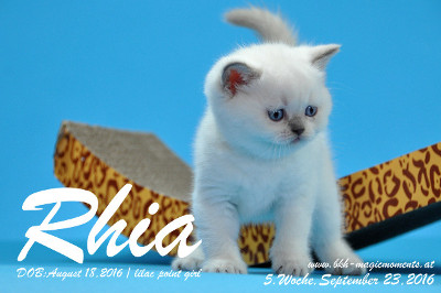 Rhia ist 5 Woche alt geworden ( 23.09.2016 )