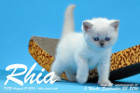 Rhia ist 5 Woche alt geworden ( 23.09.2016 )