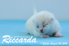 Riccarda ist 1 Woche alt geworden ( 26.08.2016 )
