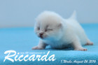 Riccarda ist 1 Woche alt geworden ( 26.08.2016 )