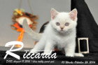 Riccarda ist 10 Wochen alt geworden ( 26.10.2016 )