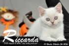 Riccarda ist 10 Wochen alt geworden ( 26.10.2016 )