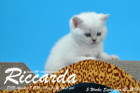 Riccarda ist 5 Wochen alt geworden ( 23.09.2016 )