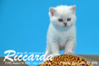 Riccarda ist 5 Wochen alt geworden ( 23.09.2016 )