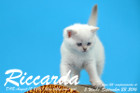 Riccarda ist 5 Wochen alt geworden ( 23.09.2016 )