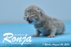 Ronja ist 1 Woche alt geworden ( 26.08.2016 )