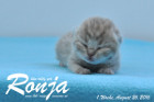 Ronja ist 1 Woche alt geworden ( 26.08.2016 )