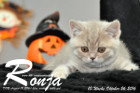 Ronja ist 10 Woche alt geworden ( 26.10.2016 )