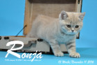 Ronja ist 12 Wochen alt geworden ( 11.11.2016 )