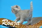 Ronja ist 5 Woche alt geworden ( 23.09.2016 )