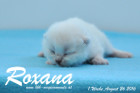 Roxana ist 1 Woche alt geworden ( 26.08.2016 )