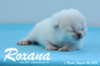Roxana ist 1 Woche alt geworden ( 26.08.2016 )