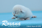 Roxana ist 1 Woche alt geworden ( 26.08.2016 )