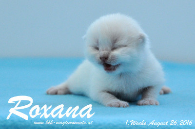 Roxana ist 1 Woche alt geworden ( 26.08.2016 )