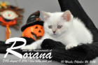 Roxana ist 7 Wochen alt geworden ( 08.10.2016 )