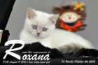 Roxana ist 7 Wochen alt geworden ( 08.10.2016 )