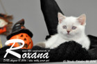 Roxana ist 7 Wochen alt geworden ( 08.10.2016 )