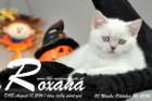 Roxana ist 7 Wochen alt geworden ( 08.10.2016 )