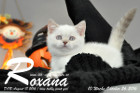 Roxana ist 7 Wochen alt geworden ( 08.10.2016 )