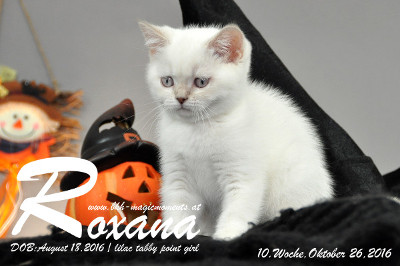 Roxana ist 10 Wochen alt geworden ( 26.10.2016 )