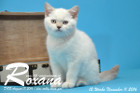 Roxana ist 12 Wochen alt geworden ( 11.11.2016 )