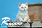 Roxana ist 12 Wochen alt geworden ( 11.11.2016 )