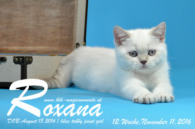 Roxana ist 12 Wochen alt geworden ( 11.11.2016 )