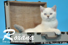 Roxana ist 12 Wochen alt geworden ( 11.11.2016 )