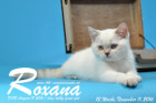 Roxana ist 12 Wochen alt geworden ( 11.11.2016 )