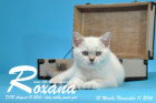 Roxana ist 12 Wochen alt geworden ( 11.11.2016 )