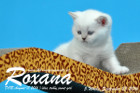 Roxana ist 5 Wochen alt geworden ( 23.09.2016 )