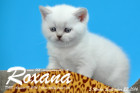 Roxana ist 5 Wochen alt geworden ( 23.09.2016 )