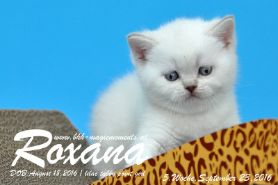 Roxana ist 5 Wochen alt geworden ( 23.09.2016 )