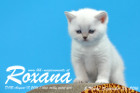 Roxana ist 5 Wochen alt geworden ( 23.09.2016 )