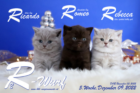 Unser R2-Wurf ist 5 Wochen alt ( 09.12.2022 )