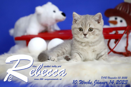 Rebecca ist 10 Wochen alt ( 14.01.2023 )