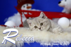 Rebecca ist 10 Wochen alt ( 14.01.2023 )