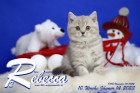 Rebecca ist 10 Wochen alt ( 14.01.2023 )