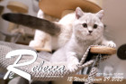 Rebecca ist 12 Wochen alt ( 29.01.2023 )
